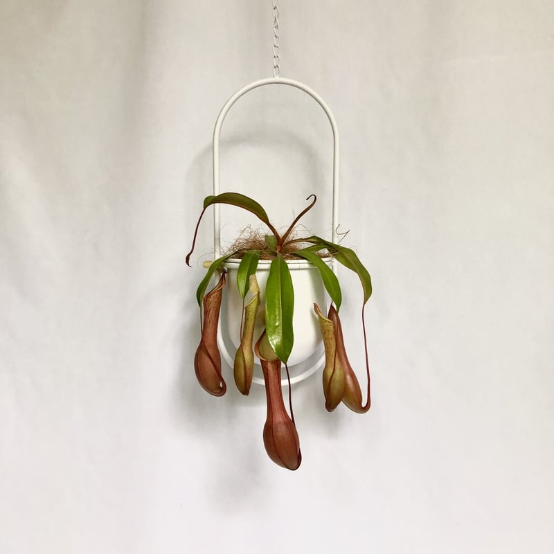 ウツボカズラ ネペンテス アカネ POT付 | C STORE C