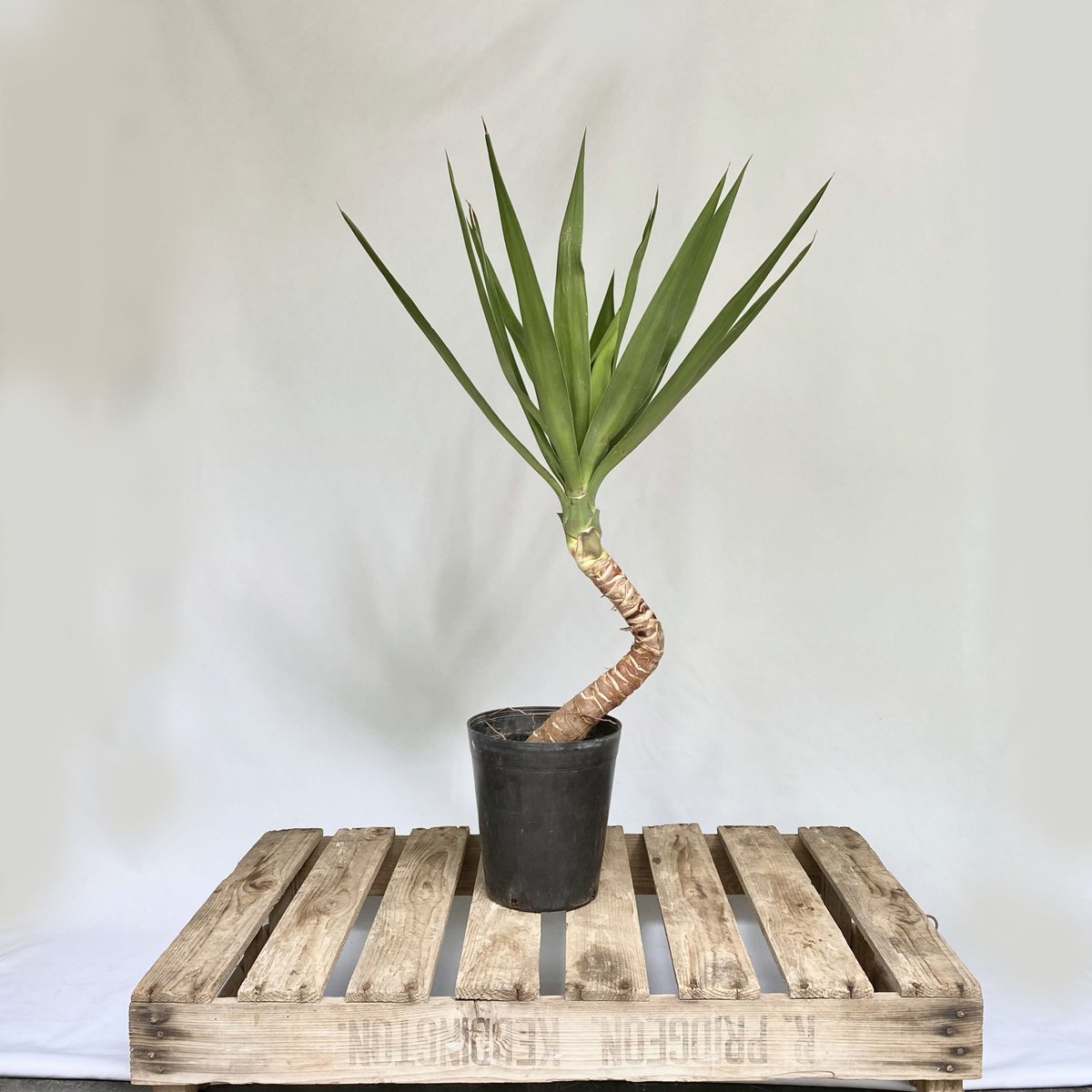 ユッカ　曲がり ユッカ 曲がり | HitoHana（ひとはな）