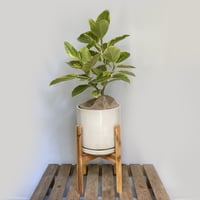フィカス アルテシマ POT+ウッドスタンド付