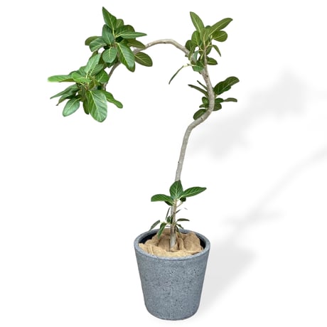 【お届け地域限定】フィカス　ベンガレンシス　 Ficus ”Benghalensis”