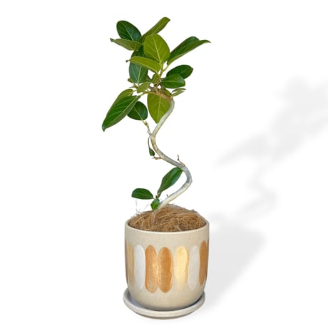 フィカス　ベンガレンシス　Ficus "benghalensis"