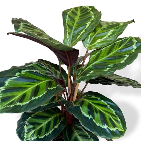 カラテア　メダリオン　Calathea Medallion