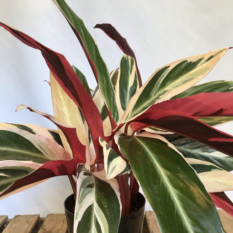 ストロマンテ トリオスター | C STORE C