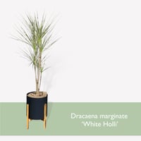 ドラセナ　コンシンネ　ホワイボリー　Dracaena concinna ”whibolly”