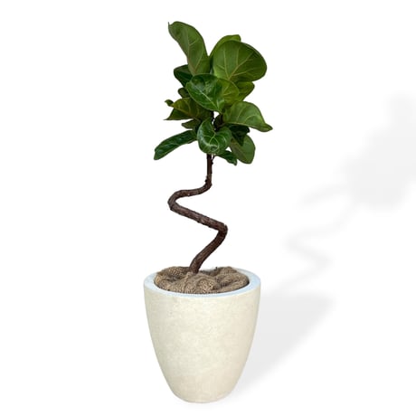 フィカス リラータ バンビーノ（カシワバゴム）　Ficus lyrata bambino