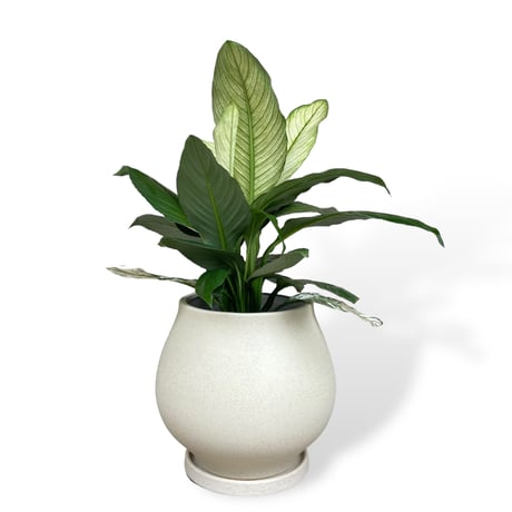 スパティフィラム　センセーション　バリエガータ　Spathiphyllum ”Sensation” Variagata