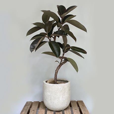 フィカス　バーガンディー　POT付