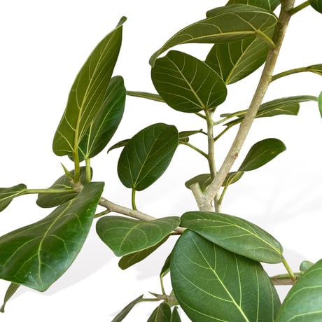 フィカス　ベンガレンシス　Ficus "benghalensis"