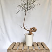 ブラキキトン　ルペストリス（ボトルツリー）