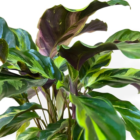 カラテア　ロウイサエ　タイビューティー　Calathea louisae  "Thai beauty"