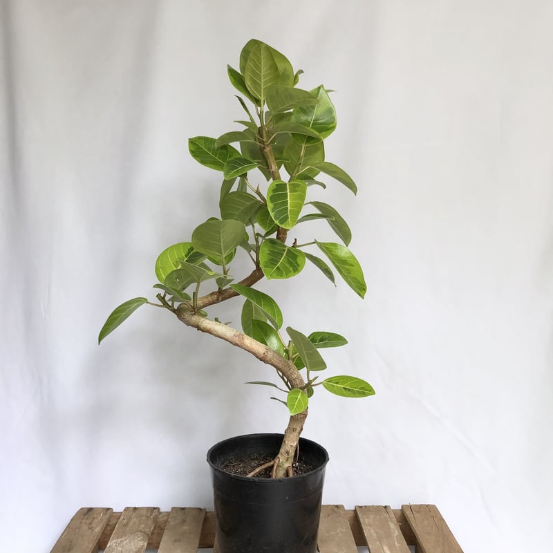 フィカス アルテシマ 8号 おおく S-shaped tree form 138cm