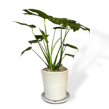 モンステラ　デリシオーサ　Monstera ”Deliciosa”