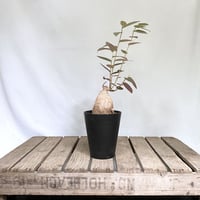 フィランサス　ミラビリス