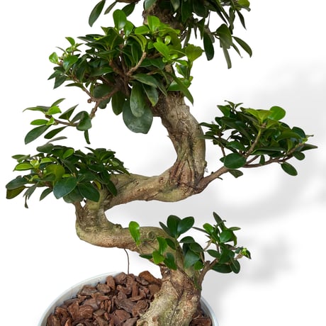 ガジュマル 昇竜　Ficus microcarpa
