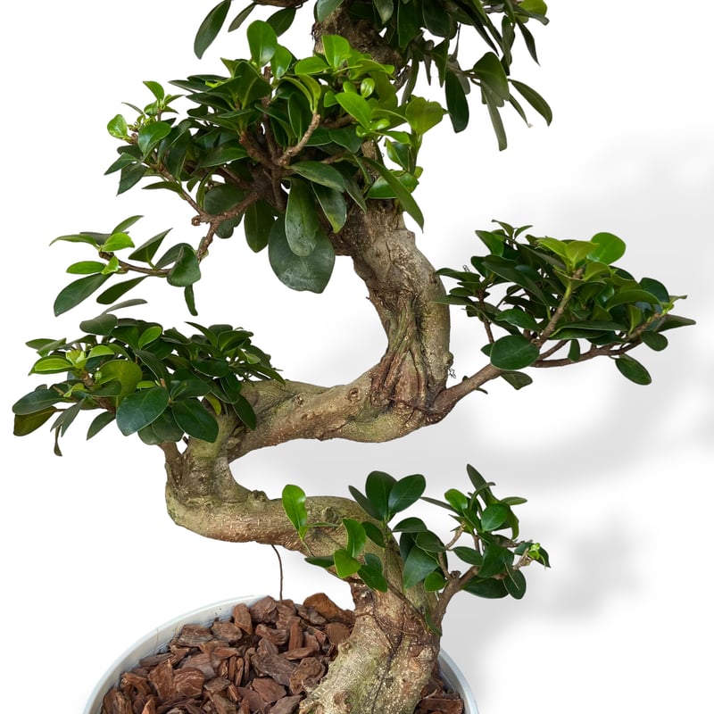 ガジュマル 昇竜 Ficus microcarpa | C STORE C