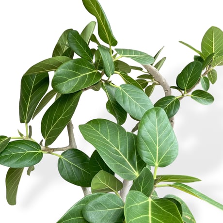 【お届け地域限定】フィカス　ベンガレンシス　 Ficus ”Benghalensis”