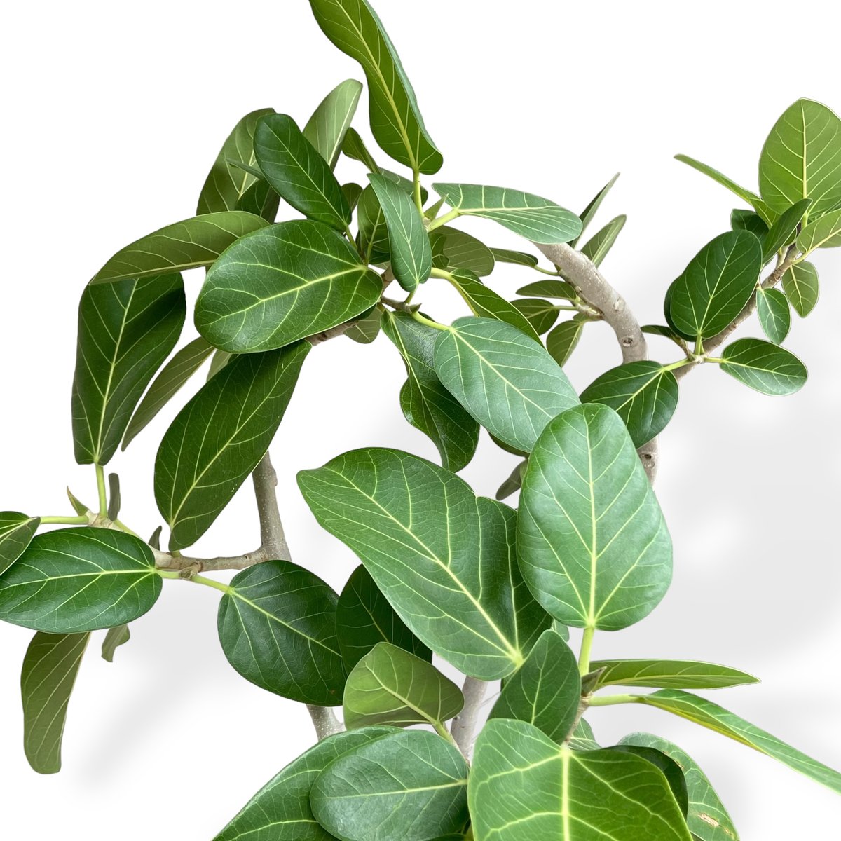 お届け地域限定】フィカス ベンガレンシス Ficus ”Benghalensis” | C