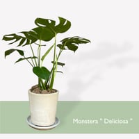 モンステラ　デリシオーサ　Monstera ”Deliciosa”