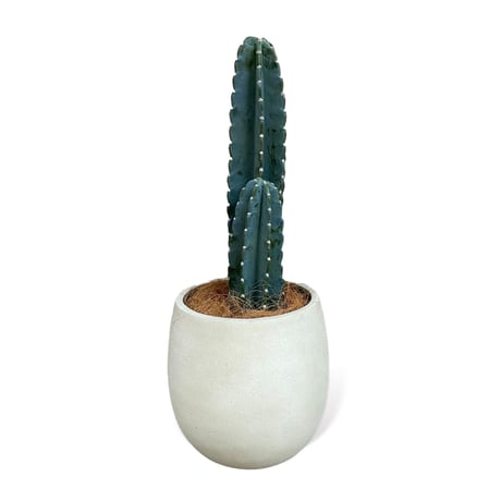 柱サボテン　鬼面角　Cereus"Repandus"