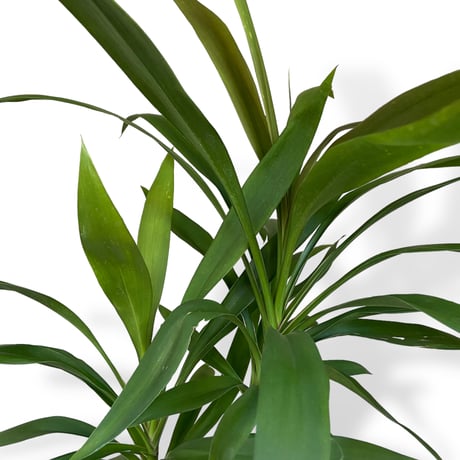 コルジリネ　ストリクタ　Cordyline "Stricta"