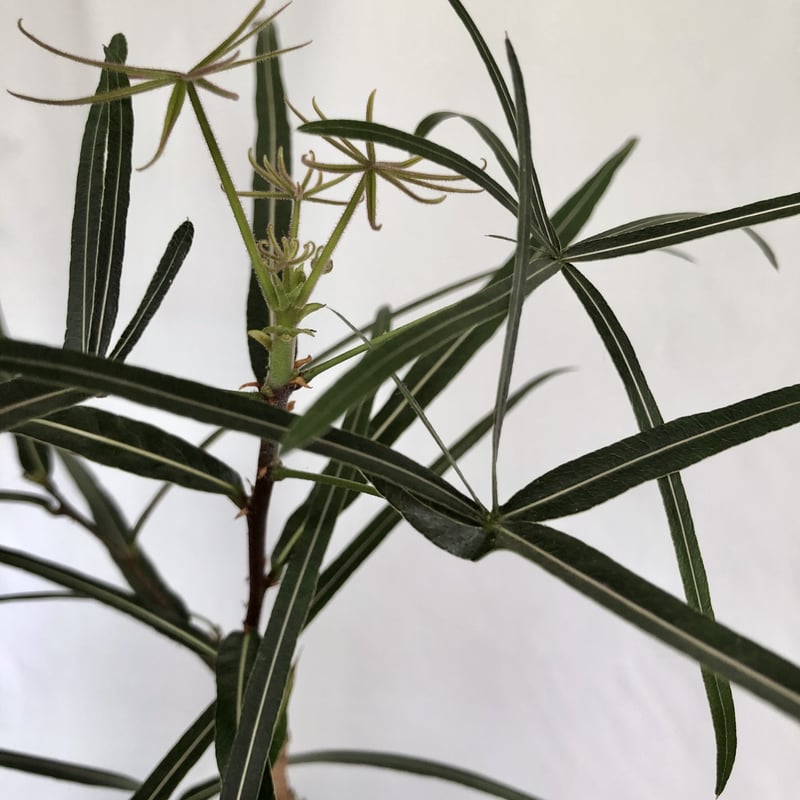 ブラキキトン ボトルツリー | C STORE C