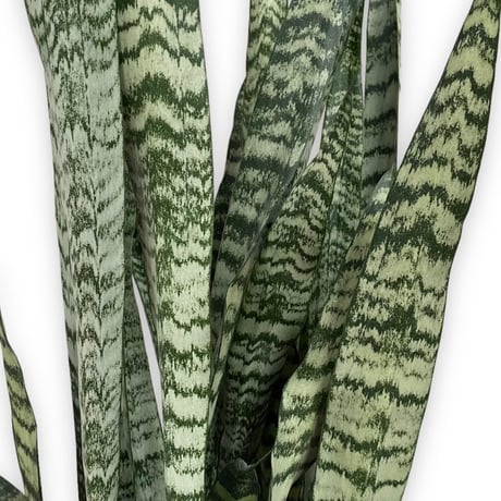 サンスベリア　ゼラニカ　Sansevieria "zeylanica"