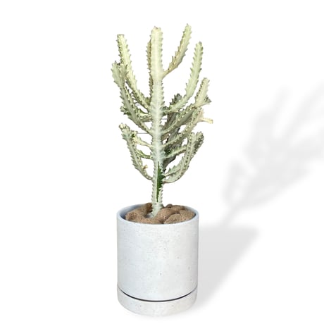 【お届け地域限定】ユーフォルビア　ホワイトゴースト　　Euphorbia lactea "White Ghost"