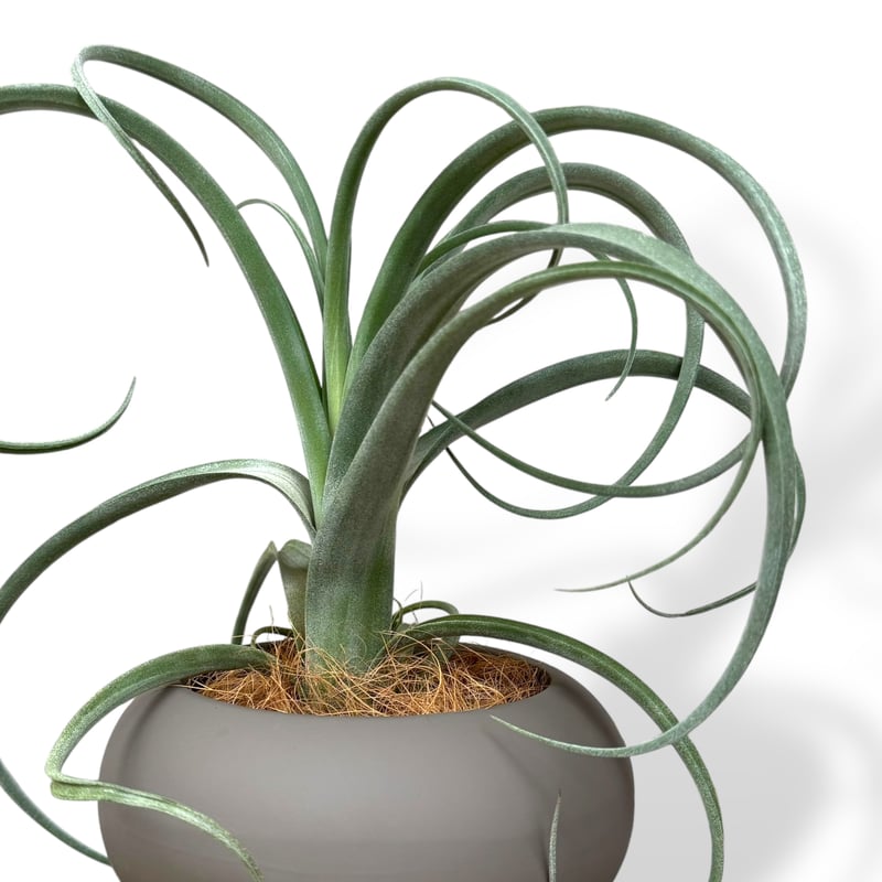 チランジア カーリースリム | C STORE C