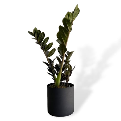 ザミオクルカス　レイヴン　POT付　Zamioculcas zamiifolia　”Raven"