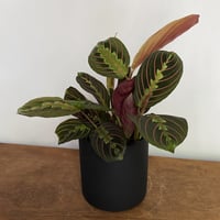 マランタ　レウコネウラ　ファッシネーター　POTカバー付