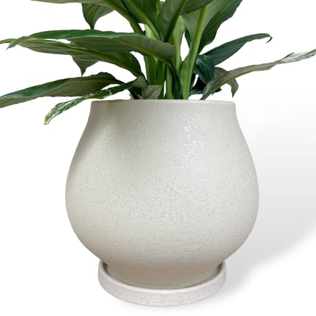 スパティフィラム　センセーション　バリエガータ　Spathiphyllum ”Sensation” Variagata