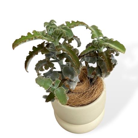 カランコエ　ベハレンシス　ミニマ　Kalanchoe behalensis ”Minima”