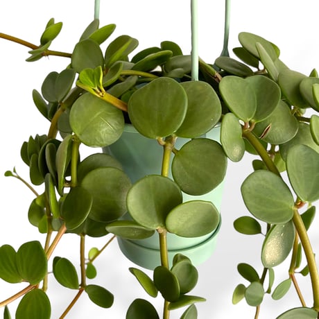 ペペロミア　ホープ　Peperomia obtusifolia "Hope"