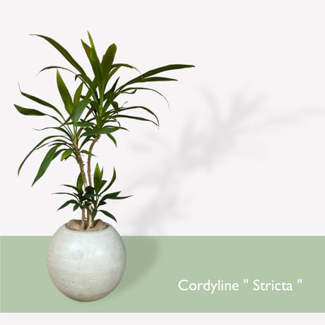 コルジリネ　ストリクタ　Cordyline "Stricta"