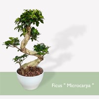 ガジュマル 昇竜　Ficus microcarpa