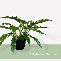 フィロデンドロン　ナロー　 Philodendron "Narrow"