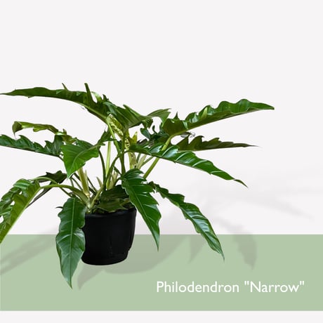 フィロデンドロン　ナロー　 Philodendron "Narrow"