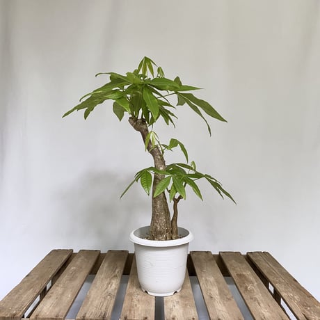 パキラ　（朴タイプ）