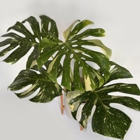 モンステラ　デリシオーサ　イエローモンスター POT付