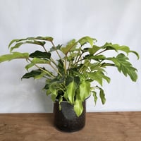 フィロデンドロン クッカバラ 斑入り