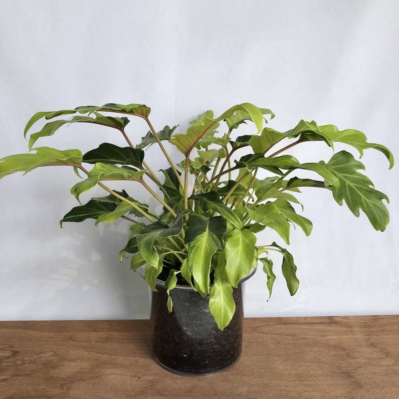 フィロデンドロン クッカバラ 斑入り | C STORE C