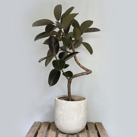 フィカス　バーガンディー　POT付