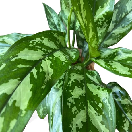 アグラオネマ　マリア　POT付　　Aglaonema"Maria"