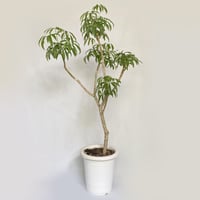 シェフレラ アルボリコラ