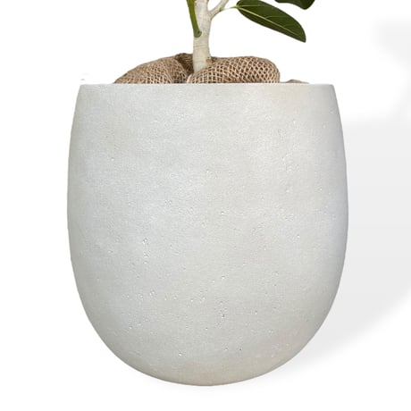 フィカス　ベンガレンシス　Ficus benghalensis