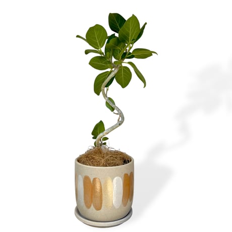 フィカス　ベンガレンシス　Ficus "benghalensis"