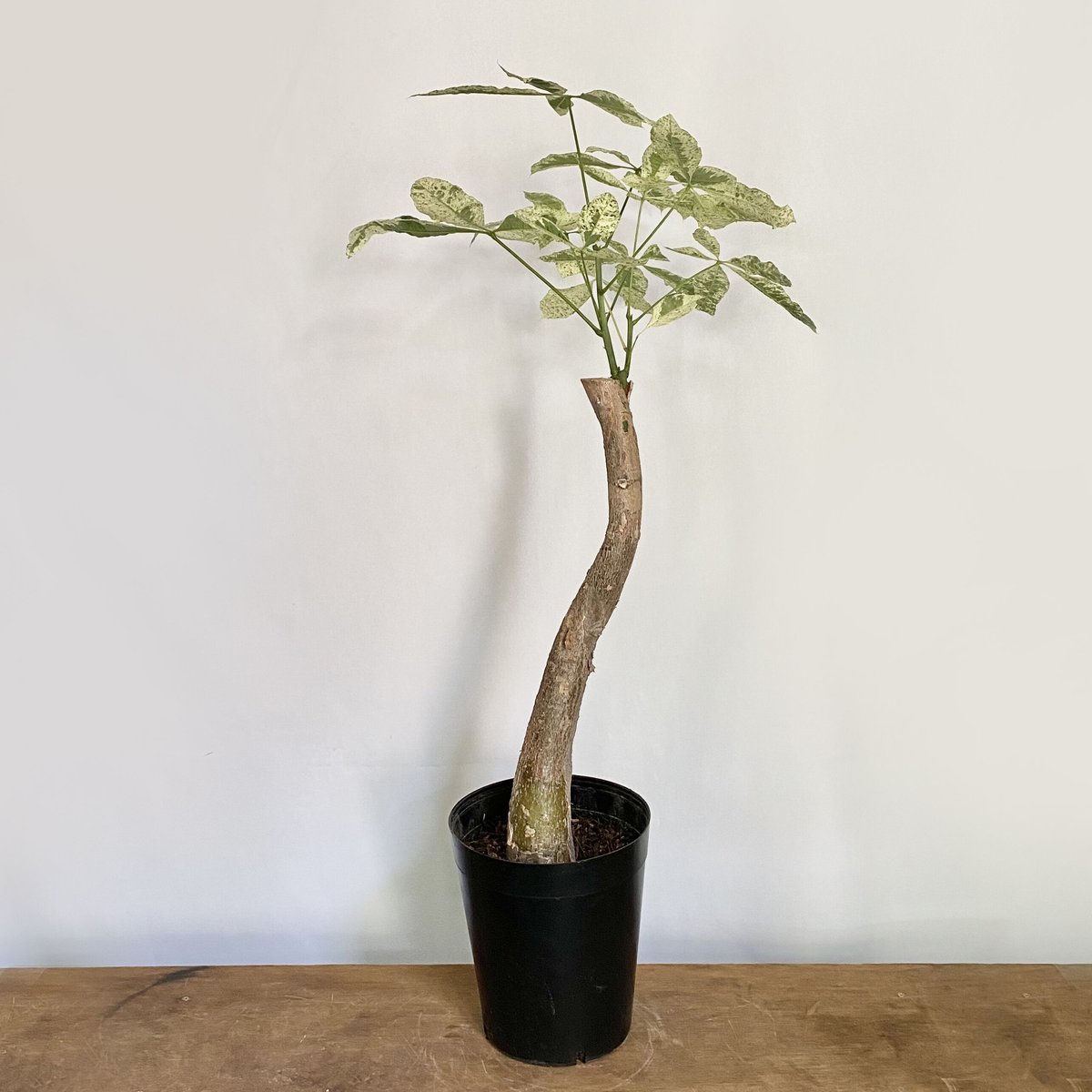 パキラ ミルキーウェイ | C STORE C