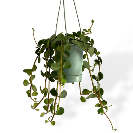 ペペロミア　ホープ　Peperomia obtusifolia "Hope"