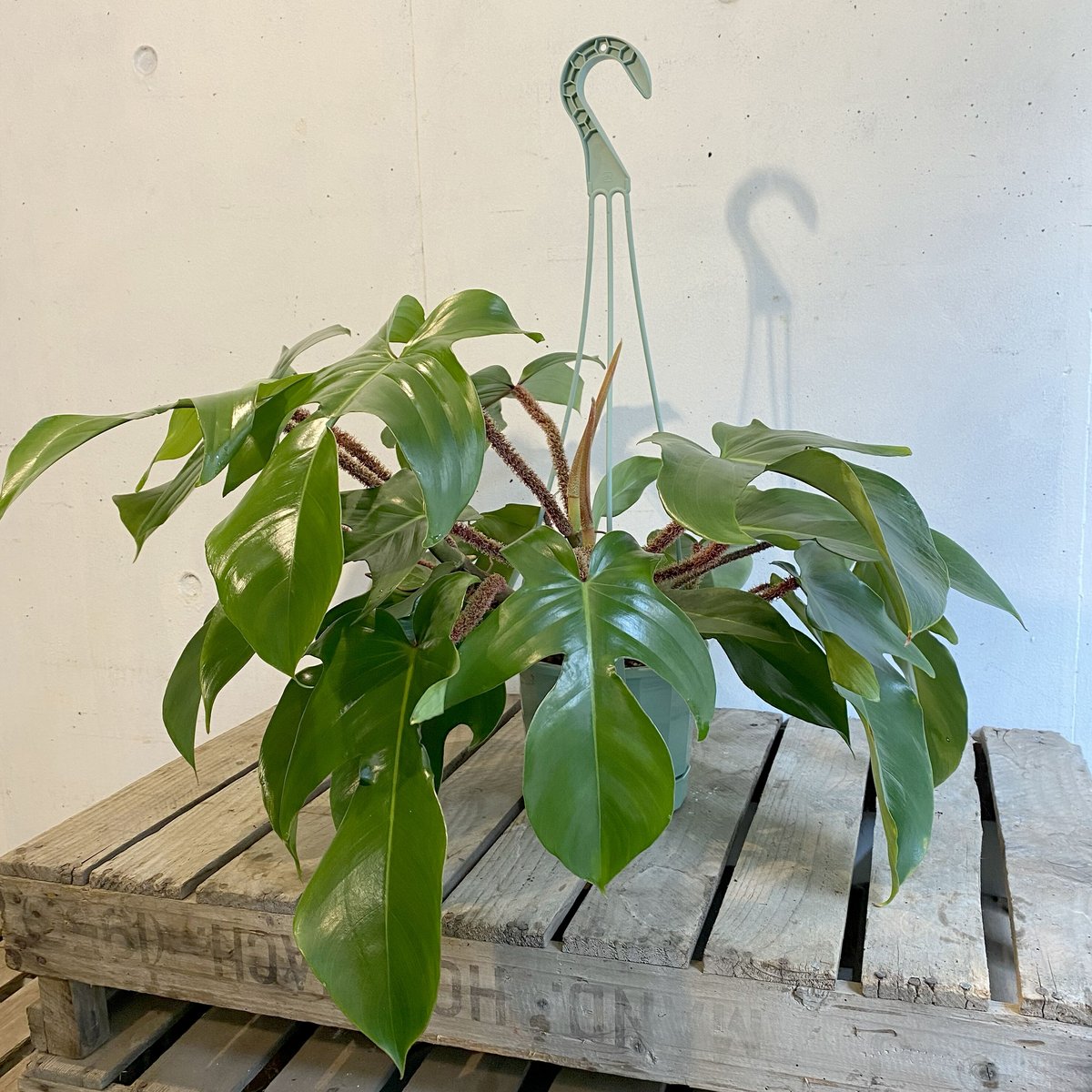 フィロデンドロン スクアミフェルム | C STORE C