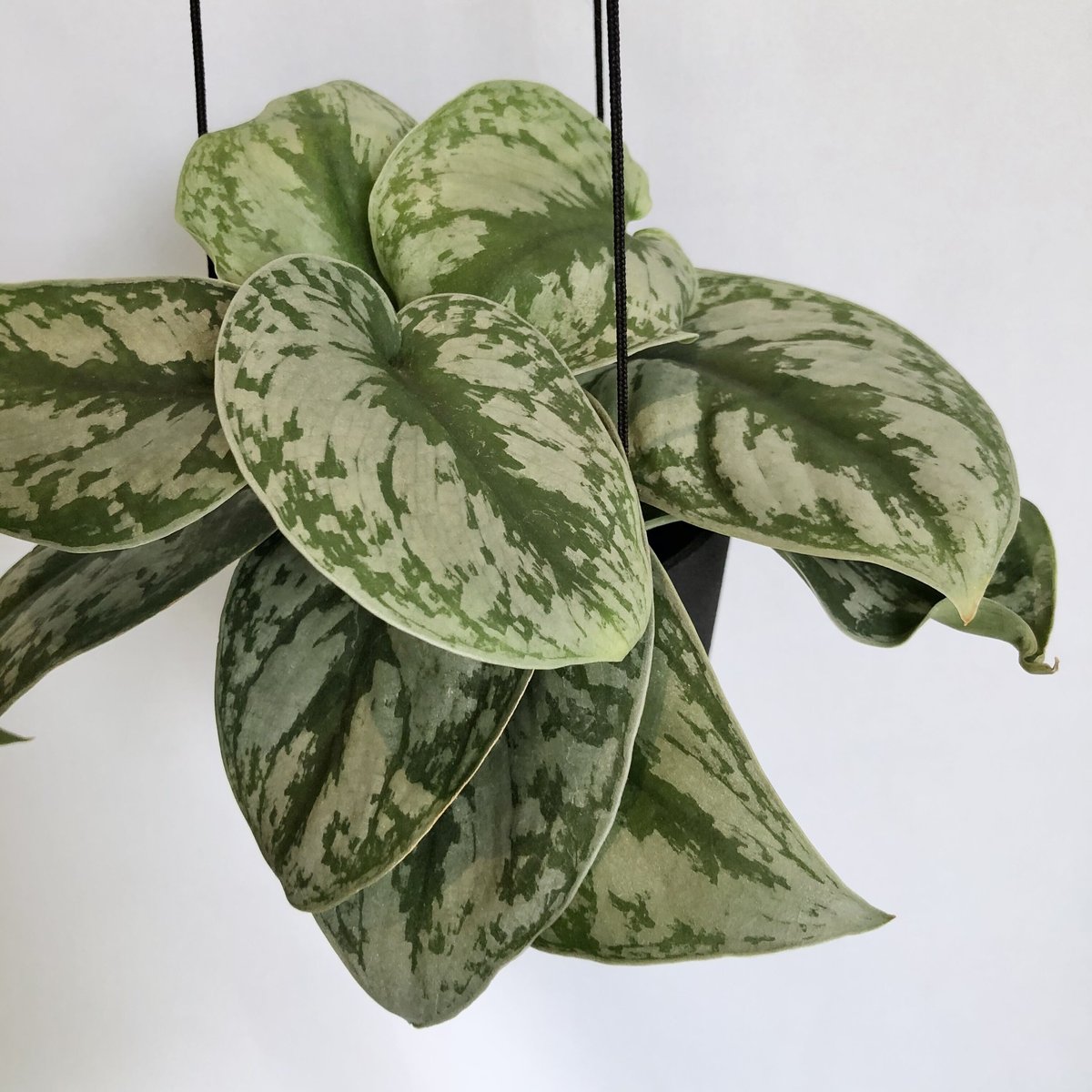 スキンダプサス トレビー ハンギングPOT付 | C STORE C